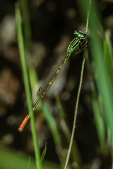 Agriocnemis falcifera