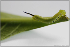 Cephonodes hylas