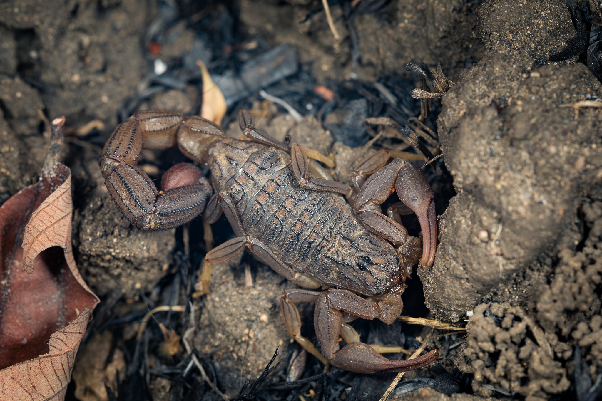 Alligatorback Scorpion (Hottentotta hottentotta) · iNaturalist