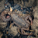 Alligatorback Scorpion - Photo (c) david_taylor, some rights reserved (CC BY-NC), uploaded by david_taylor