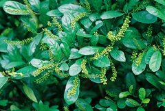Antidesma venosum