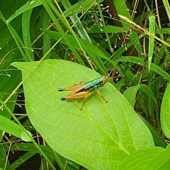 Caryanda spuria