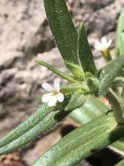 Microsteris gracilis