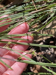 Scleria mackaviensis