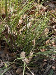 Scleria mackaviensis