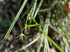 Scleria mackaviensis