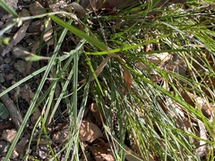 Scleria mackaviensis