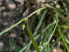 Scleria mackaviensis