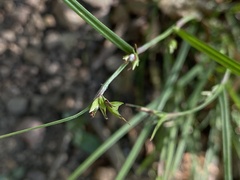 Scleria mackaviensis