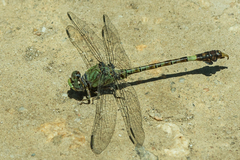 Paragomphus genei
