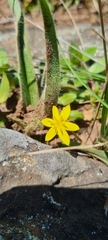 Hypoxis rigidula