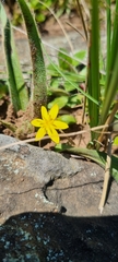 Hypoxis rigidula