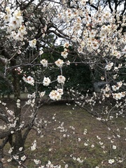 Prunus mume