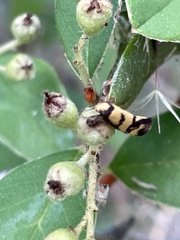 Olbonoma triptycha
