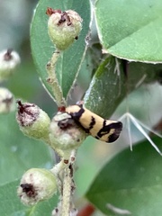 Olbonoma triptycha