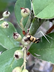 Olbonoma triptycha