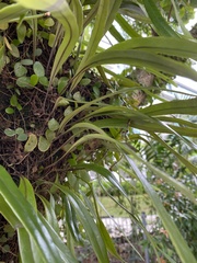 Pyrrosia longifolia