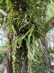 Pyrrosia longifolia