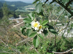 Rosa agrestis