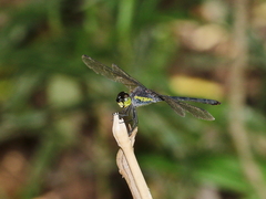 Agrionoptera longitudinalis biserialis