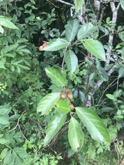 Ficus leptoclada