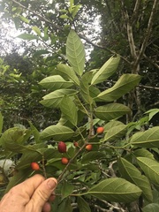 Ficus leptoclada