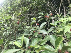 Ficus leptoclada