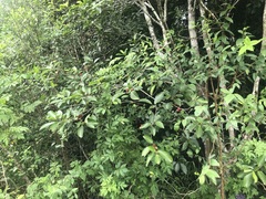 Ficus leptoclada