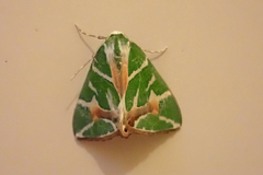 Chlorodes boisduvalaria