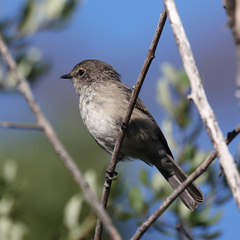Muscicapa adusta adusta