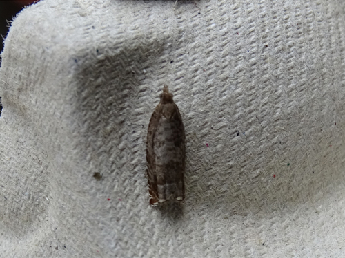 Triangle-marked Roller, 6107 Stevensweert, Nederland, photo 9 of 10