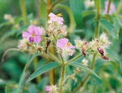 Dissotis senegambiensis