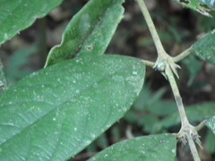 Lasianthus hookeri