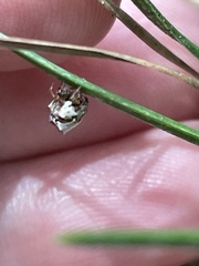 Phoroncidia sextuberculata