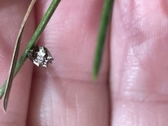 Phoroncidia sextuberculata