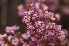 Erica ericoides