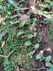 Tradescantia fluminensis