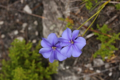 Aristea oligocephala