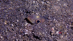 Ariosoma
