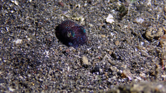 Euprymna