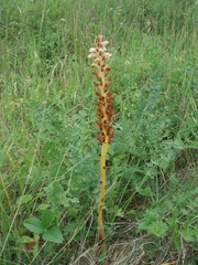Orobanche alsatica