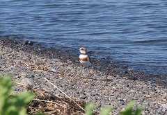 Charadrius bicinctus