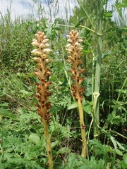 Orobanche alsatica