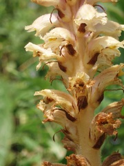 Orobanche alsatica