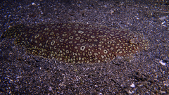 Pardachirus pavoninus