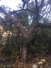 Quercus oblongifolia