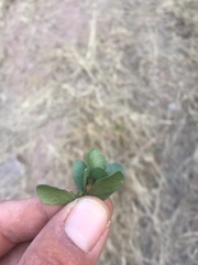 Quercus oblongifolia