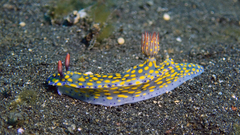 Hypselodoris