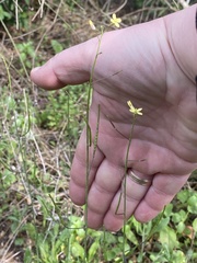 Brassica tournefortii