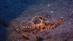 Wunderpus photogenicus